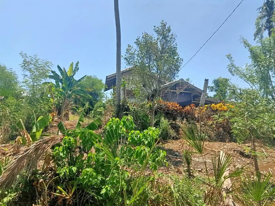 2 hectares – photo 1