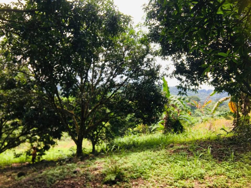 Manggahan Farm For Sale – photo 1